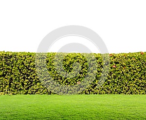 Hedge isolated