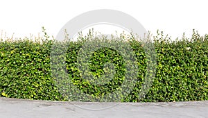 Hedge isolated