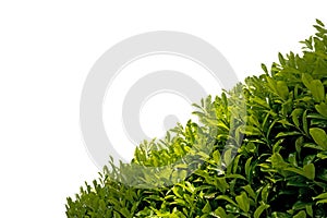 Hedge isolated on White Background