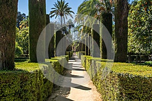 Hedge Lined Path in the Royal AlcÃÂ¡zar of Seville photo