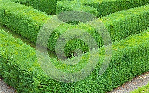 Hedge maze showing a corner detail
