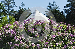 Hedge of pink roses in a summer garden