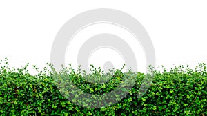 Hedge plant isolated on white background. Nature and Decoration