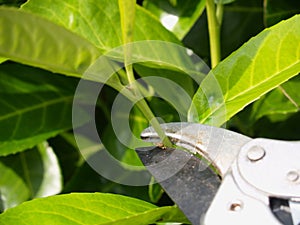 hedge pruning with secateurs