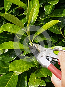 Hedge pruning with secateurs