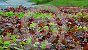 Hedge of red and green beech in combination with ornamental grasses. Lush green alternates with deep red foliage in early spring. photo