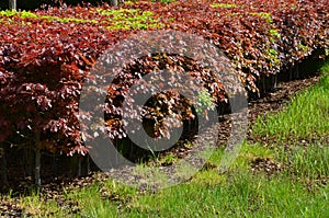 Hedge of red and green beech in combination with ornamental grasses. Lush green alternates with deep red foliage in early spring. photo