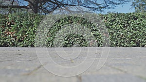 Hedge row from trimmed green leaves of shrub growing over tiled sidewalk