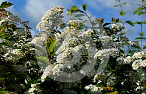 Hedge of shrubs is usually up to 2 m high. The shrub is dense, long branches half overhanging. It has ovate, lobed leaves, which a