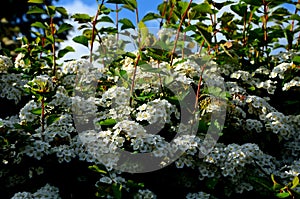 Hedge of shrubs is usually up to 2 m high. The shrub is dense, long branches half overhanging. It has ovate, lobed leaves, which a