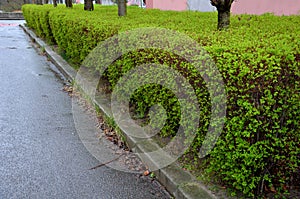 Hedge of shrubs is usually up to 2 m high. The shrub is dense, long branches half overhanging. It has ovate, lobed leaves, which a