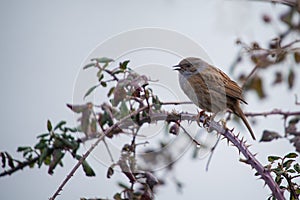Hedge sparrow