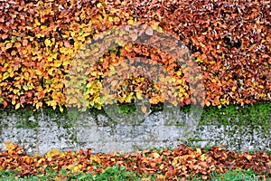 A hedge of tightly trimmed bushes of black-fruited cotoneaster with reddened leaves in the fall