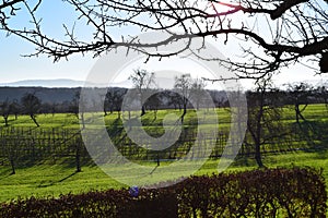 The hedge and the tree 2