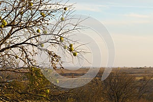 Hedge tree - Maclura pomifera