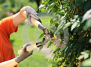 Hedge Trimming