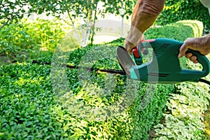 Hedge trimming with electric scissors. Formation of boxwood shrub
