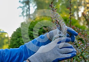 Hedge trimming image,maintenance of greenery stock picture