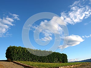 Hedge under the clouds