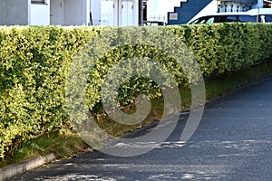 A hedge of variegated Japanese spindle ( Euonymus japonicus ).Celastraceae evergreen shrub.