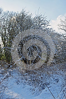 A snowy woodland winter wonderland photo