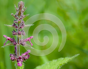 Hedge Woundwort