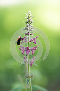 Hedge woundwort Stachys sylvatica, flowering spike with bumble bee