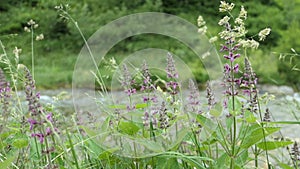 Hedge woundwort Stachys sylvatica growing on alpine stream in tirol