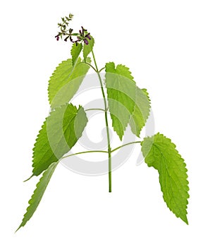 Hedge woundwort, Stachys sylvatica isolated on white background