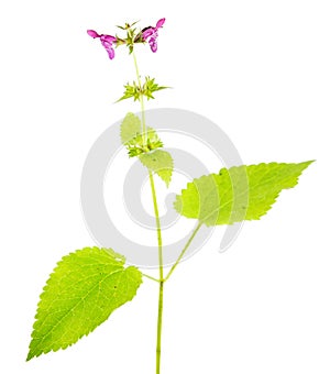 Hedge woundwort or Stachys sylvatica isolated on white background