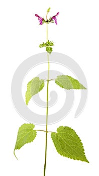 Hedge woundwort or Stachys sylvatica isolated on white background. Medicinal plant