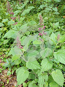 Hedge Woundwort - Stachys sylvatica, Norfolk, England, UK