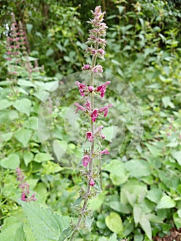 Hedge Woundwort - Stachys sylvatica, Norfolk, England, UK