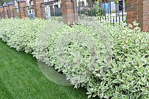 Hedge of dogwood bushes 1 meter height photo