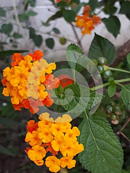 Lantana verbenaceae flower photo