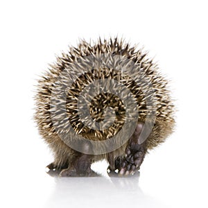 Hedgehog (1 months) photo