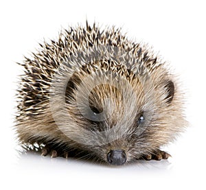 Hedgehog (1 months) photo