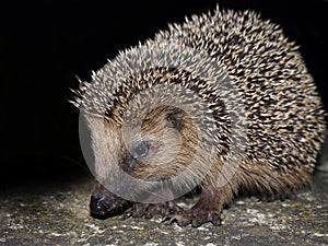 Hedgehog photo