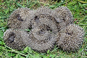 Hedgehog photo