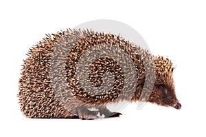 Hedgehog