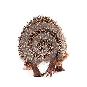 Hedgehog