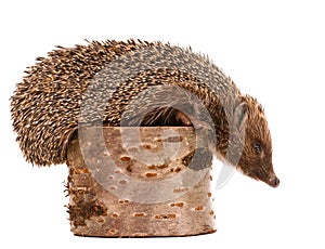 Hedgehog