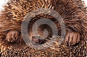 Hedgehog