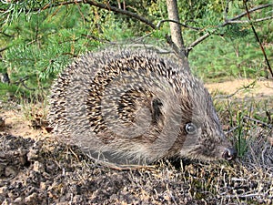 Hedgehog