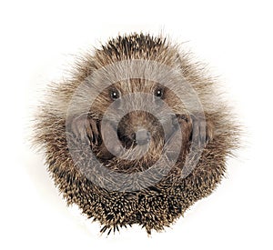 Hedgehog