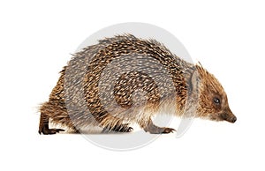 Hedgehog