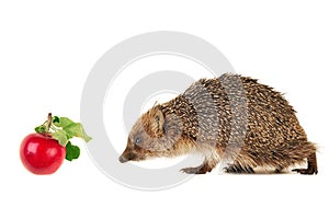 Hedgehog
