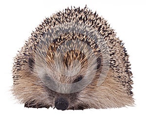 Hedgehog photo