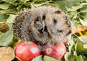 Hedgehog photo