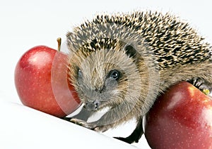 Hedgehog photo